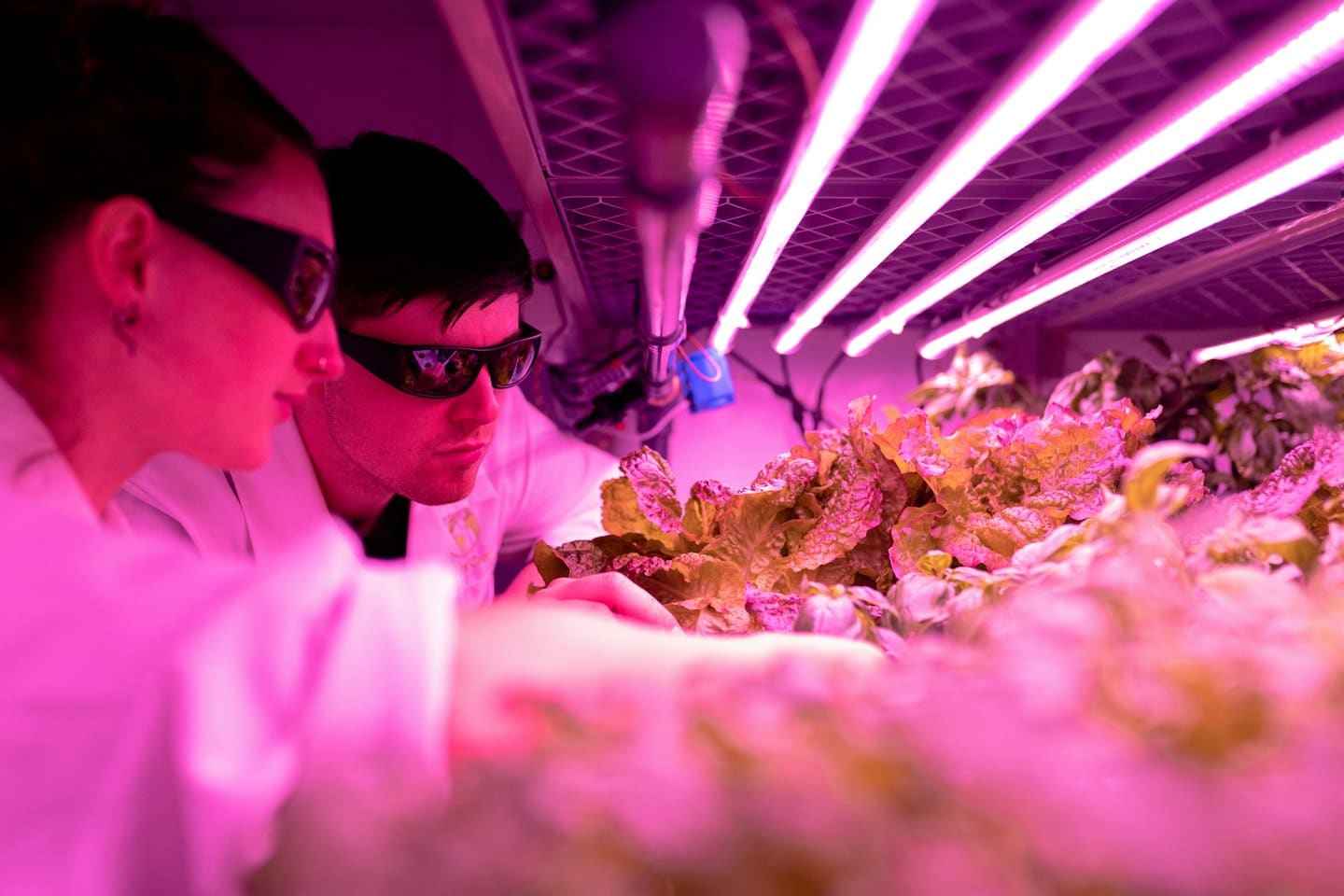 Scientists examine plants under magenta grow lights.
